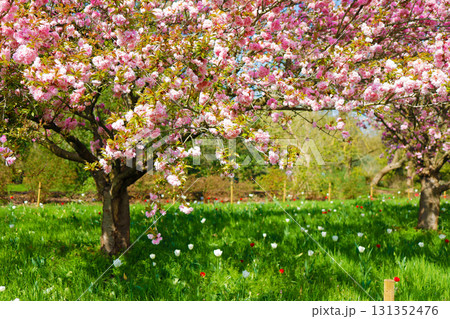 イギリス　キューガーデン　桜とチューリップ 131352476