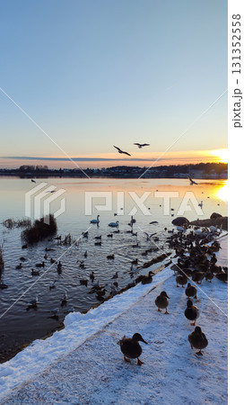Swans and ducks swimming near icy riverbank in winter. Swans and ducks swimming near icy riverbank in winter. 131352558