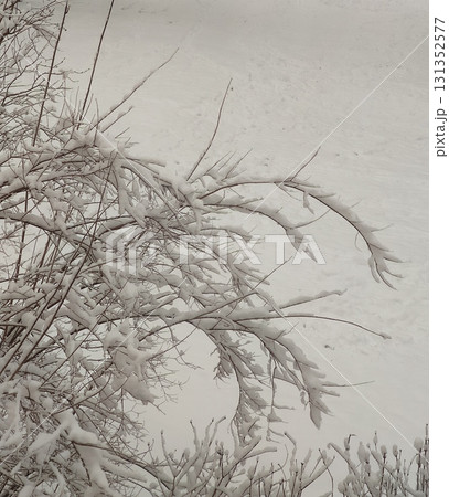 Natural detail of twigs covered with fresh snowfall. Natural detail of twigs covered with fresh snowfall. 131352577
