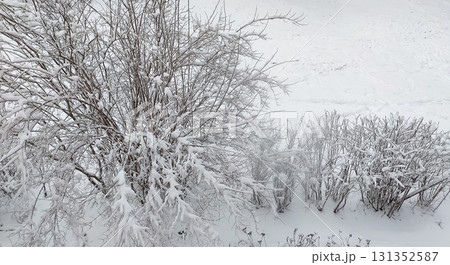 Scenic snowy tree branches in cold seasonal landscape. 131352587