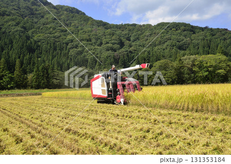 稲刈り 131353184
