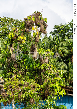 Hanging nests of the Black-necked weaver or Ploceus nigricollis on tree branches at Belem do Para in Brazil Hanging nests of the Black-necked weaver or Ploceus nigricollis on tree branches at Belem do Para in Brazil 131353341