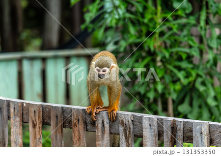 Guianan squirrel monkey, Saimiri sciureus at the sloth path on the Jari Canal at Alter do Chao, Santarem, Para, Brazil Guianan squirrel monkey, Saimiri sciureus at the sloth path on the Jari Canal at Alter do Chao, Santarem, Para, Brazil 131353350