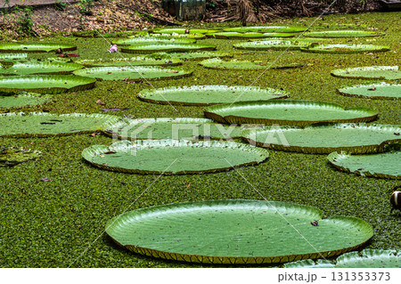 Victoria amazonica flower at Museu da Amazonia, MUSA in Manaus, Brazil. The largest of the water lily family 131353373