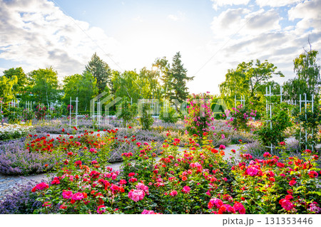 A colorful display of roses in the Petrin Rose Garden captivates visitors as sunlight filters through lush trees. The serene setting invites leisurely strolls and quiet reflection. A colorful display of roses in the Petrin Rose Garden captivates visitors as sunlight filters through lush trees. The serene setting invites leisurely strolls and quiet reflection. 131353446