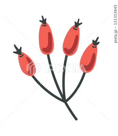 Decorative rose hip berries bunch Decorative rose hip berries bunch 131353645