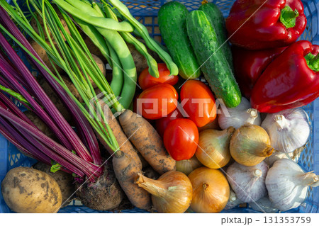 Diverse fresh garden vegetablestomatoes, cucumbers, peppers, carrots, beets, green beans, onions, garlic and potatoesneatly arranged in a blue crate, seasonal harvest and healthy eating 131353759