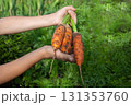 Child's hands gently supporting a bundle of three freshly harvested organic carrots with green tops and visible soil clinging to their roots, against a blurred green garden background 131353760