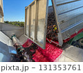 Freshly harvested red wine grapes are pouring from a trailer into a destemmer machine, moving through a screw conveyor to begin the winemaking process 131353761