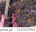 Red grapes are flowing into a destemmer and crusher machine, beginning the process of fermentation and wine making during the autumn harvest season at a winery 131353763