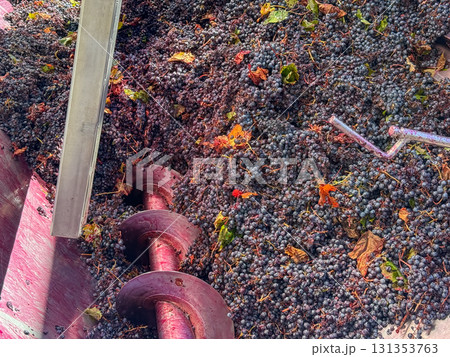 Red grapes are flowing into a destemmer and crusher machine, beginning the process of fermentation and wine making during the autumn harvest season at a winery 131353763