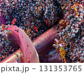 Close up ripe red grapes tumbling through a winery destemmer crusher during autumn harvest, being processed into juice and must for red wine fermentation in a modern production line 131353765