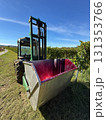 Tractor forklift raising an empty bin stained with red grape juice in a sunny vineyard during harvest season, representing wine production and agriculture 131353766