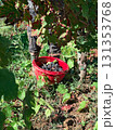 Vineyard worker harvesting ripe red grapes into a red bucket, hands among sunlit vines during an autumn harvest, traditional manual labor in rural viticulture 131353768