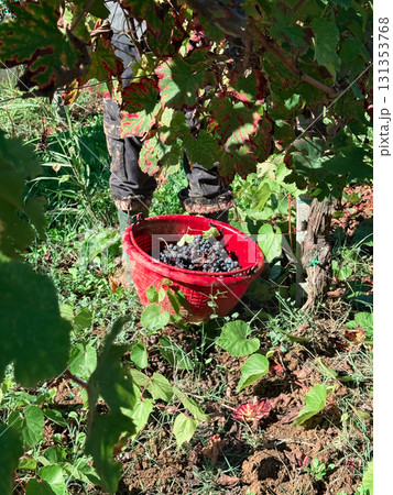 Vineyard worker harvesting ripe red grapes into a red bucket, hands among sunlit vines during an autumn harvest, traditional manual labor in rural viticulture Vineyard worker harvesting ripe red grapes into a red bucket, hands among sunlit vines during an autumn harvest, traditional manual labor in rural viticulture 131353768