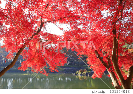 紅葉の栃木県中央公園 131354018