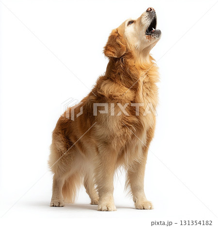 口を大きく開けて上を向く忠実な大型犬のシニア犬 131354182
