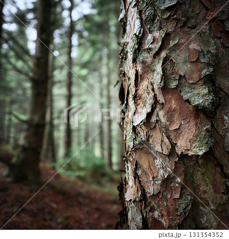 赤茶色の木の肌と深い森 赤茶色の木の肌と深い森 131354352