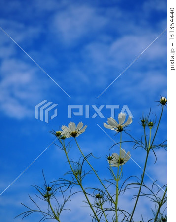 白いコスモスと青空 131354440