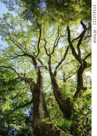 茨城県城里町 新緑の白雲山小松寺 茨城県城里町 新緑の白雲山小松寺 131354513
