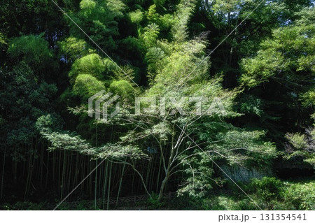 新緑の龍門の滝 新緑の龍門の滝 131354541