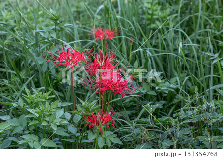 秋の始まりを告げる緑の中の赤い曼珠沙華【彼岸花】 秋の始まりを告げる緑の中の赤い曼珠沙華【彼岸花】 131354768