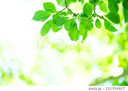 清々しさが漂う新緑の季節 131354927