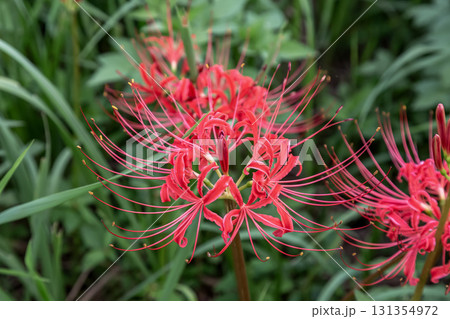秋の始まりを告げる緑の中の赤い曼珠沙華【彼岸花】 秋の始まりを告げる緑の中の赤い曼珠沙華【彼岸花】 131354972