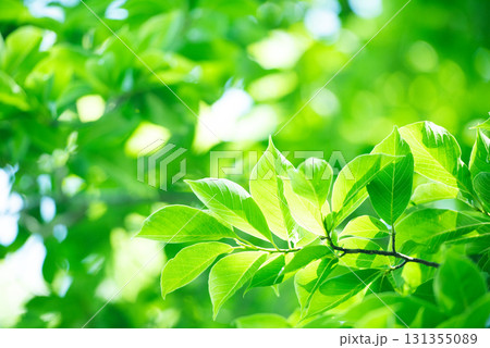 清々しさが漂う新緑の季節 131355089