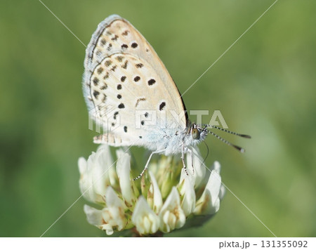 シロツメクサにとまるシジミチョウ（20250921083034） 131355092