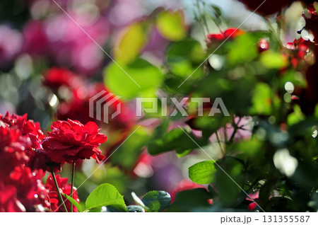 いつか見た赤い薔薇 いつか見た赤い薔薇 131355587
