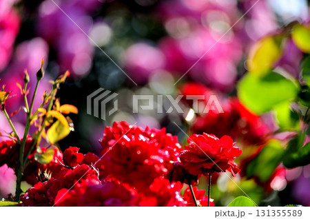 いつか見た赤い薔薇 131355589