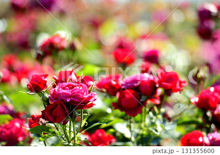 いつか見た赤い薔薇 いつか見た赤い薔薇 131355600