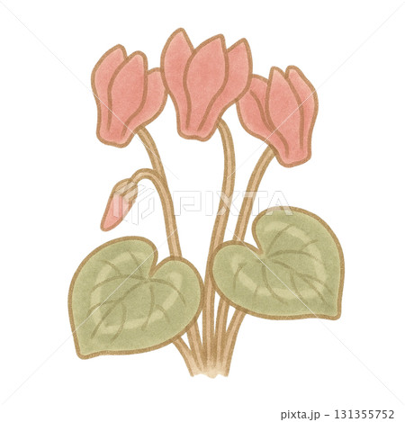 【花】シクラメンのイラスト 131355752