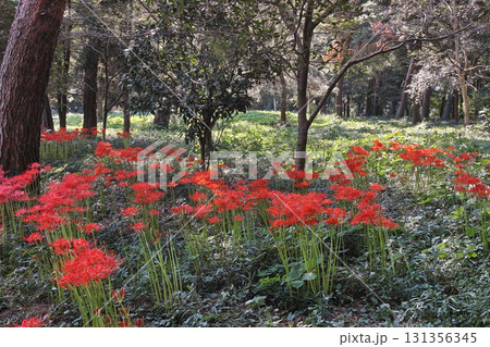多々良沼公園の松林で咲き誇る彼岸花 131356345