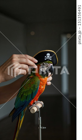 A person's hands carefully place a small black pirate hat with a skull and crossbones on the head of a vibrant orange, green, and blue parrot perched on a wooden stand. 131356491
