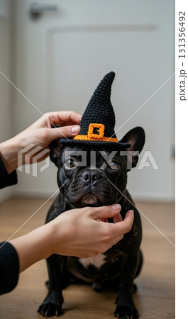 A person's hands gently place a small black crocheted witch hat with an orange buckle onto a cute black French Bulldog sitting on a light wooden floor indoors. 131356492