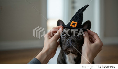 A person's hands gently adjust a small black knitted witch hat with an orange buckle on a cute dark brindle French Bulldog puppy's head indoors. 131356493