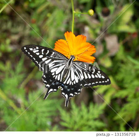 コスモスの蜜を吸うアゲハ蝶 131356719