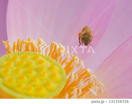 花の蜜を吸うミツバチ 花の蜜を吸うミツバチ 131356726
