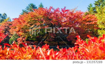 軽井沢・雲場池（秋） 131357289