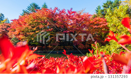 軽井沢・雲場池（秋） 131357293