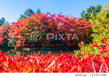 軽井沢・雲場池（秋） 131357296
