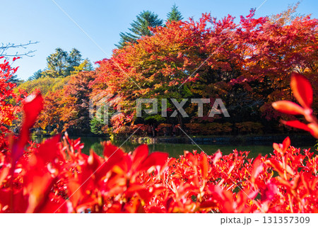 軽井沢・雲場池（秋） 131357309