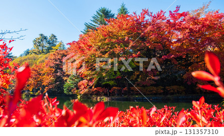 軽井沢・雲場池（秋） 131357310
