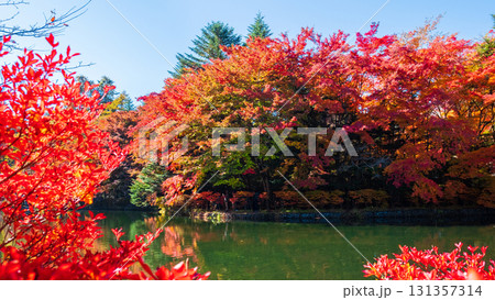 軽井沢・雲場池（秋） 131357314