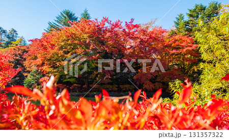 軽井沢・雲場池（秋） 131357322