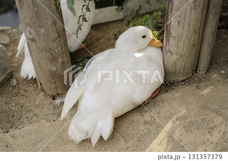 柵のそばで休む白いアヒル　コールダック　八景島シーパラダイス 131357379