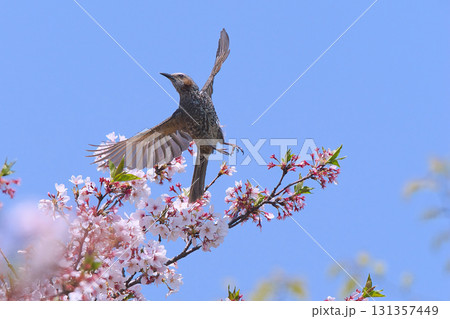 満開の桜の枝にとまるヒヨドリ 131357449