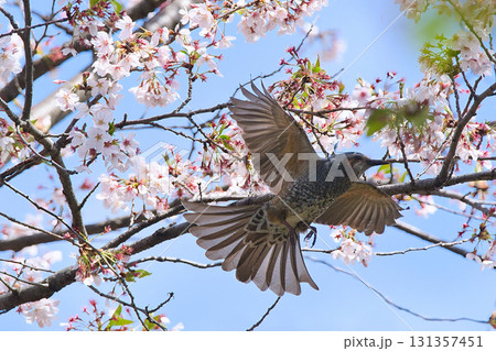 桜の枝にとまるヒヨドリ 桜の枝にとまるヒヨドリ 131357451